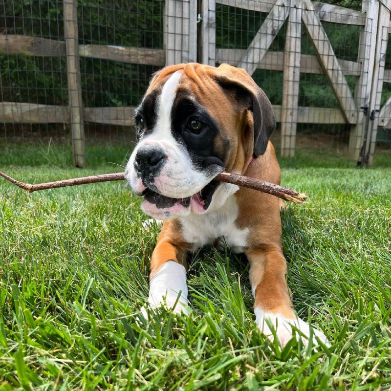 Boxer Puppy Marie 1
