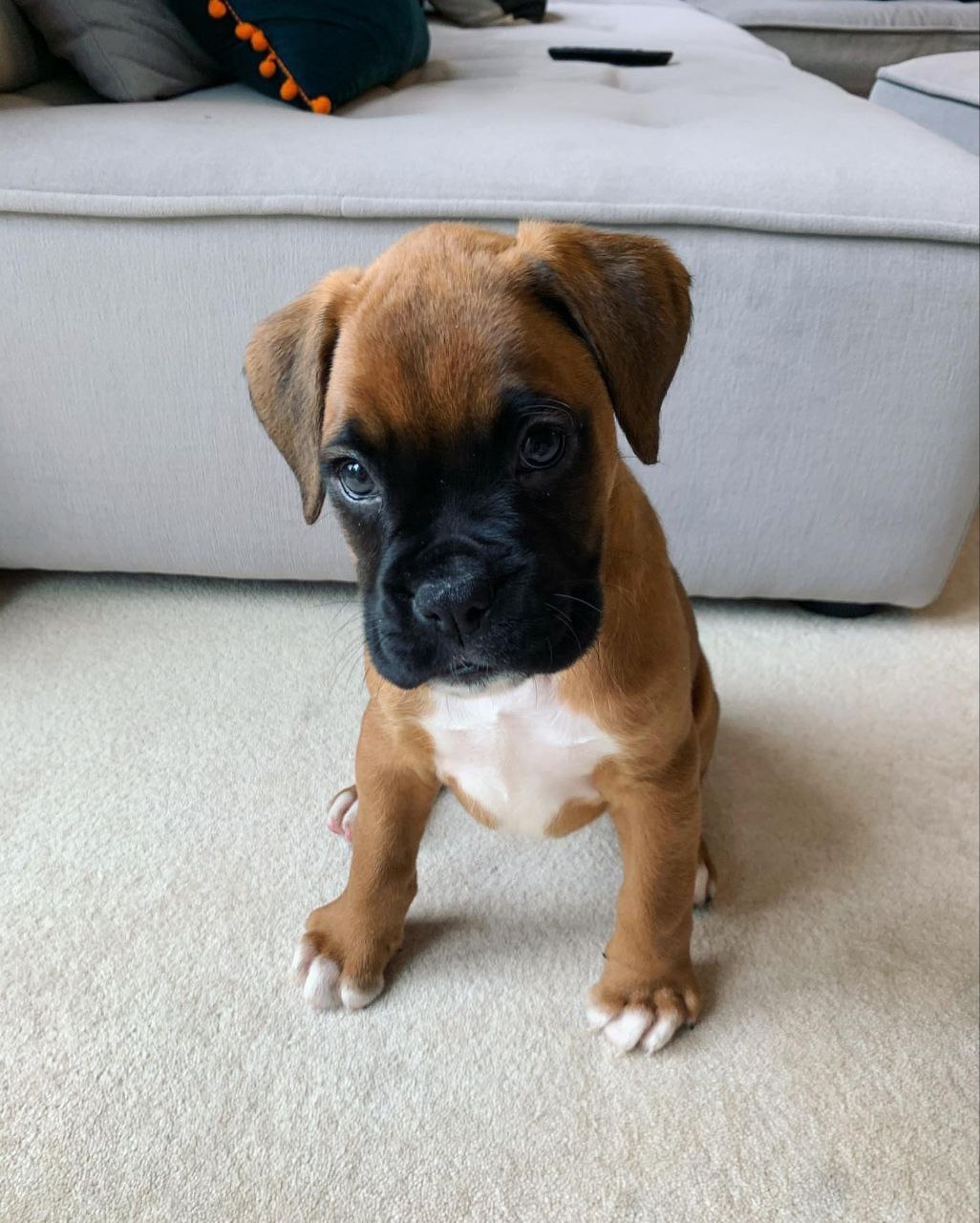 Boxer Puppy Max