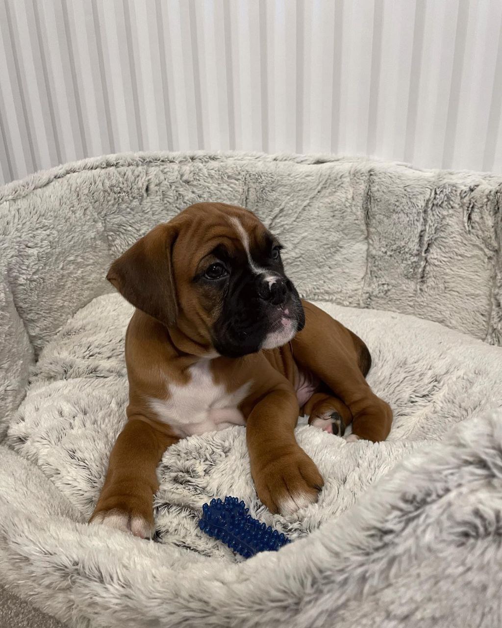 Boxer Puppy Daisy 1