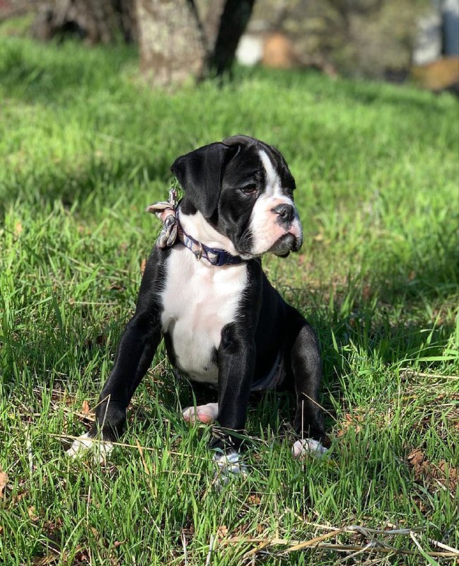 Boxer Puppy Bella 2