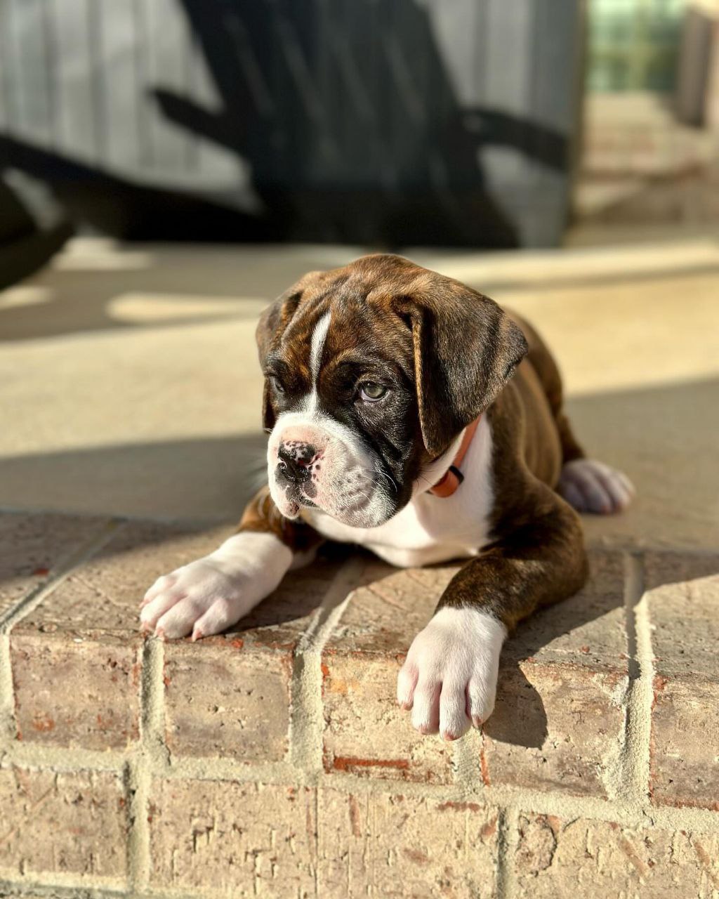 Boxer Puppy Chipper