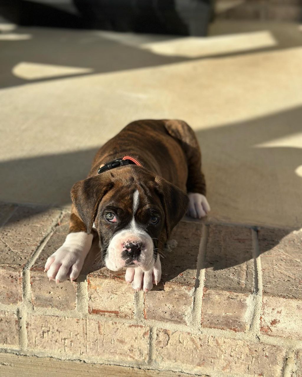 Boxer Puppy Chipper