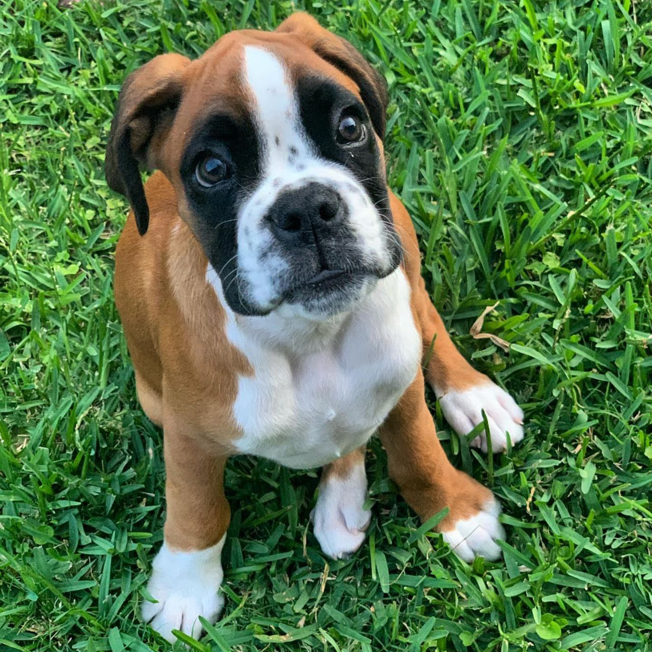 Boxer Puppy Lexie 2